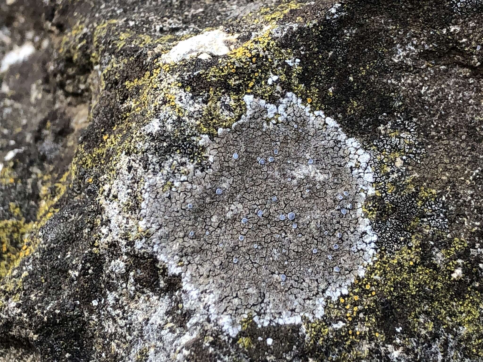 Image of variable orange lichen