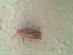 Image of Painted Lichen Moth