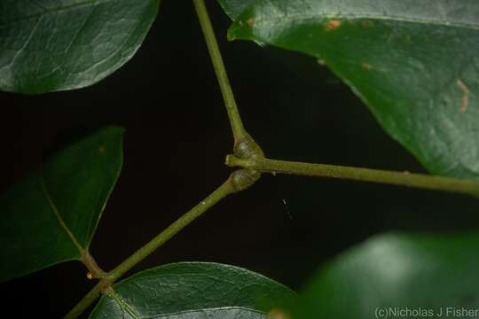 Image of Archidendron grandiflorum (Benth.) I. C. Nielsen