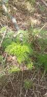 Imagem de Anthriscus sylvestris subsp. sylvestris