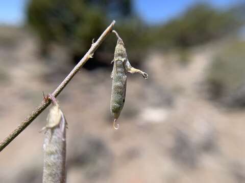 Imagem de Astragalus atratus var. mensanus M. E. Jones