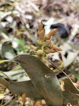 Image of Eucalyptus tereticornis subsp. basaltica A. R. Bean