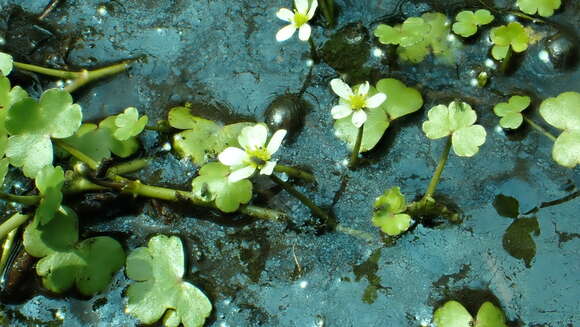 Ranunculus omiophyllus Ten.的圖片