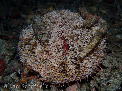 Image of Flower urchin