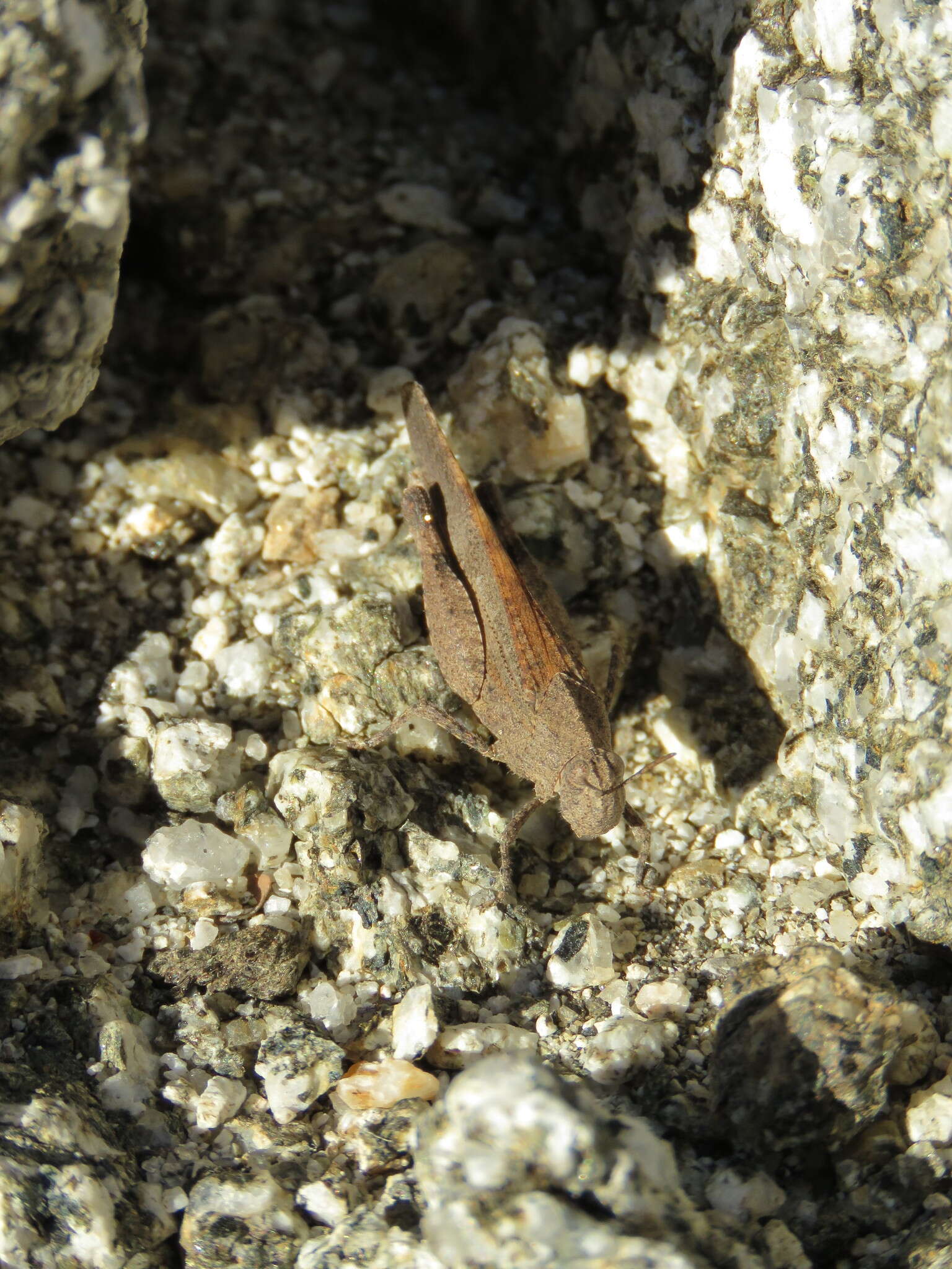 Image of Lactista gibbosus Saussure 1884