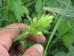 Image of Melampyrum argyrocomum Fisch. ex Steud.