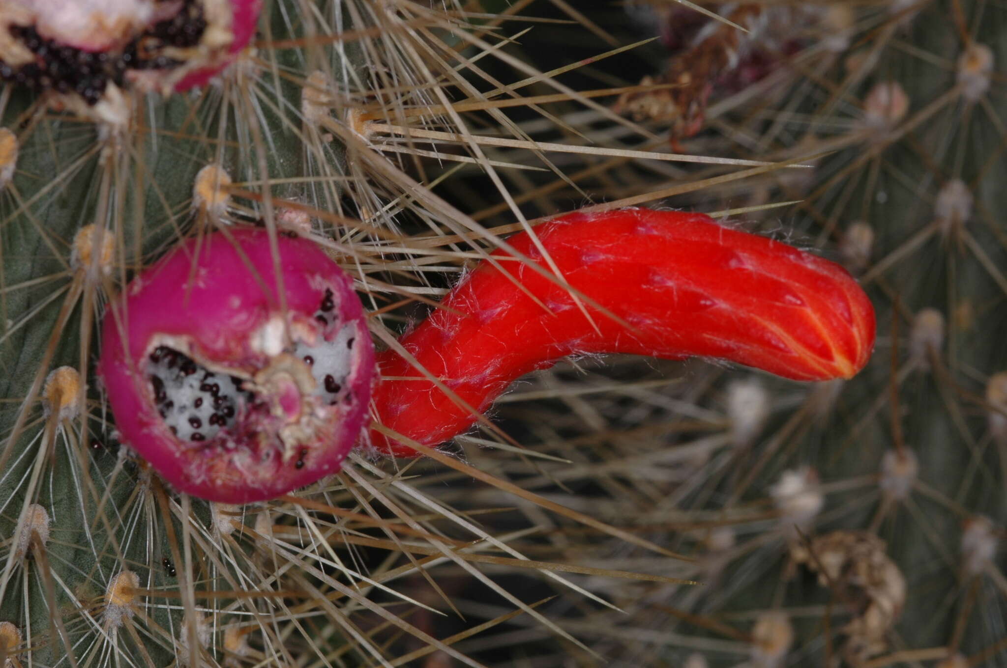 Image of Cleistocactus baumannii (Lem.) Lem.