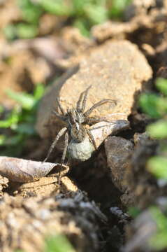 Pardosa glacialis (Thorell 1872) resmi