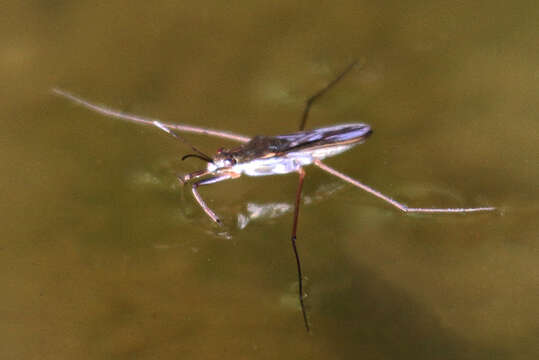 Image of Pond Skate