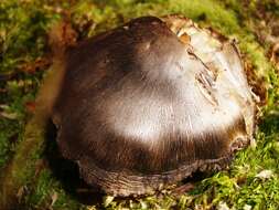 Image of Tricholoma pullum Ovrebo 1989