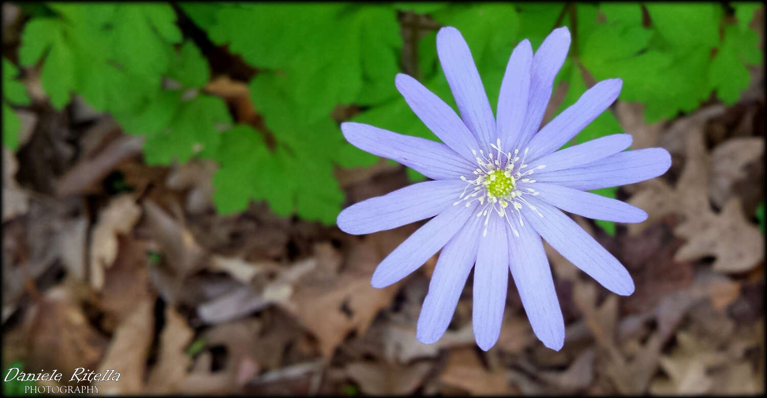 Image of blue anemone