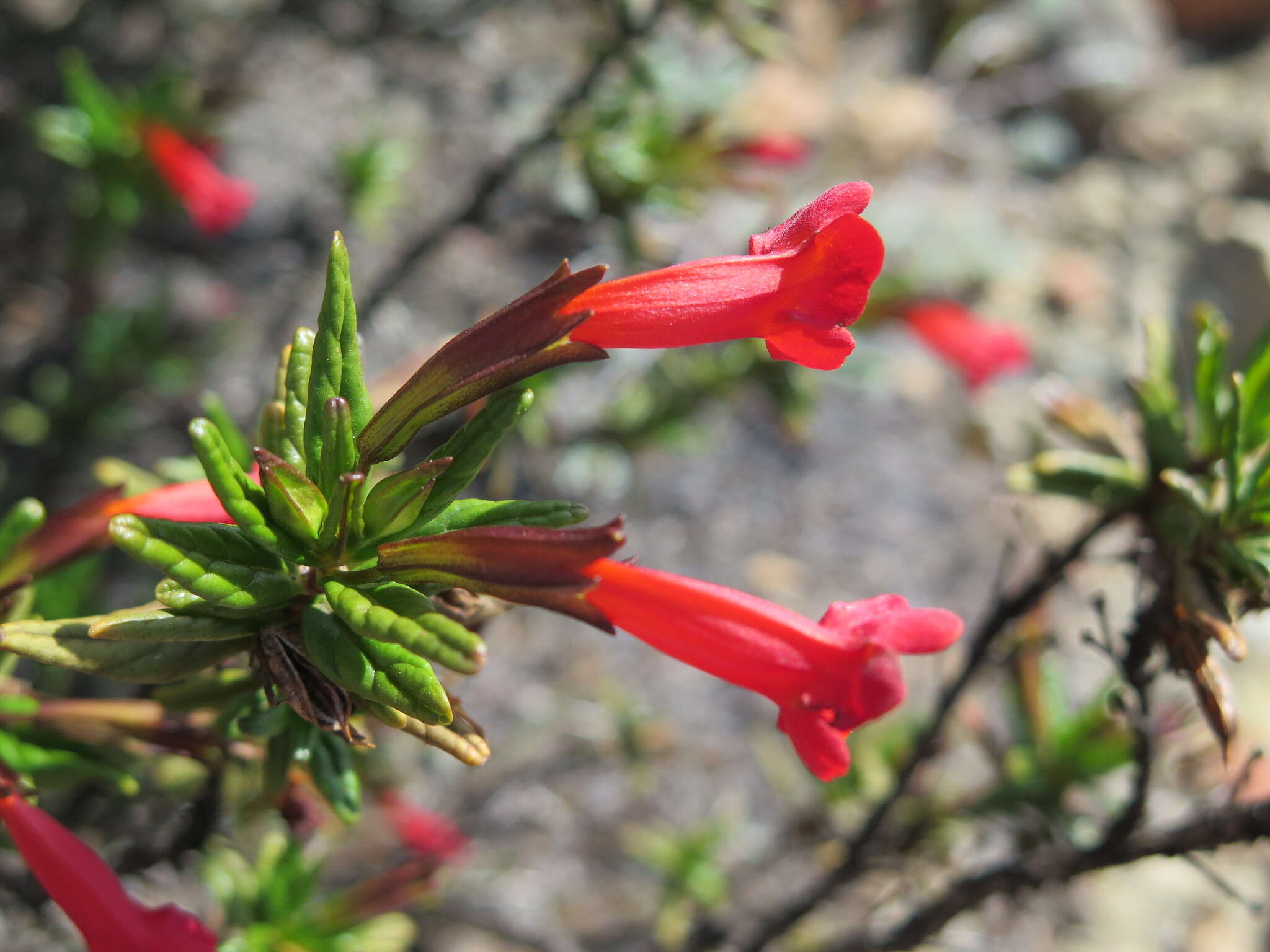 Imagem de Diplacus parviflorus Greene