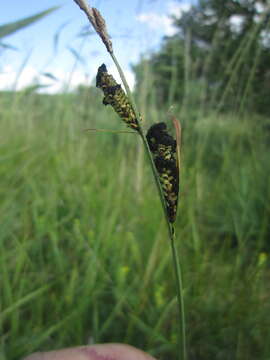 Image de Anthracoidea heterospora (B. Lindeb.) Kukkonen 1963