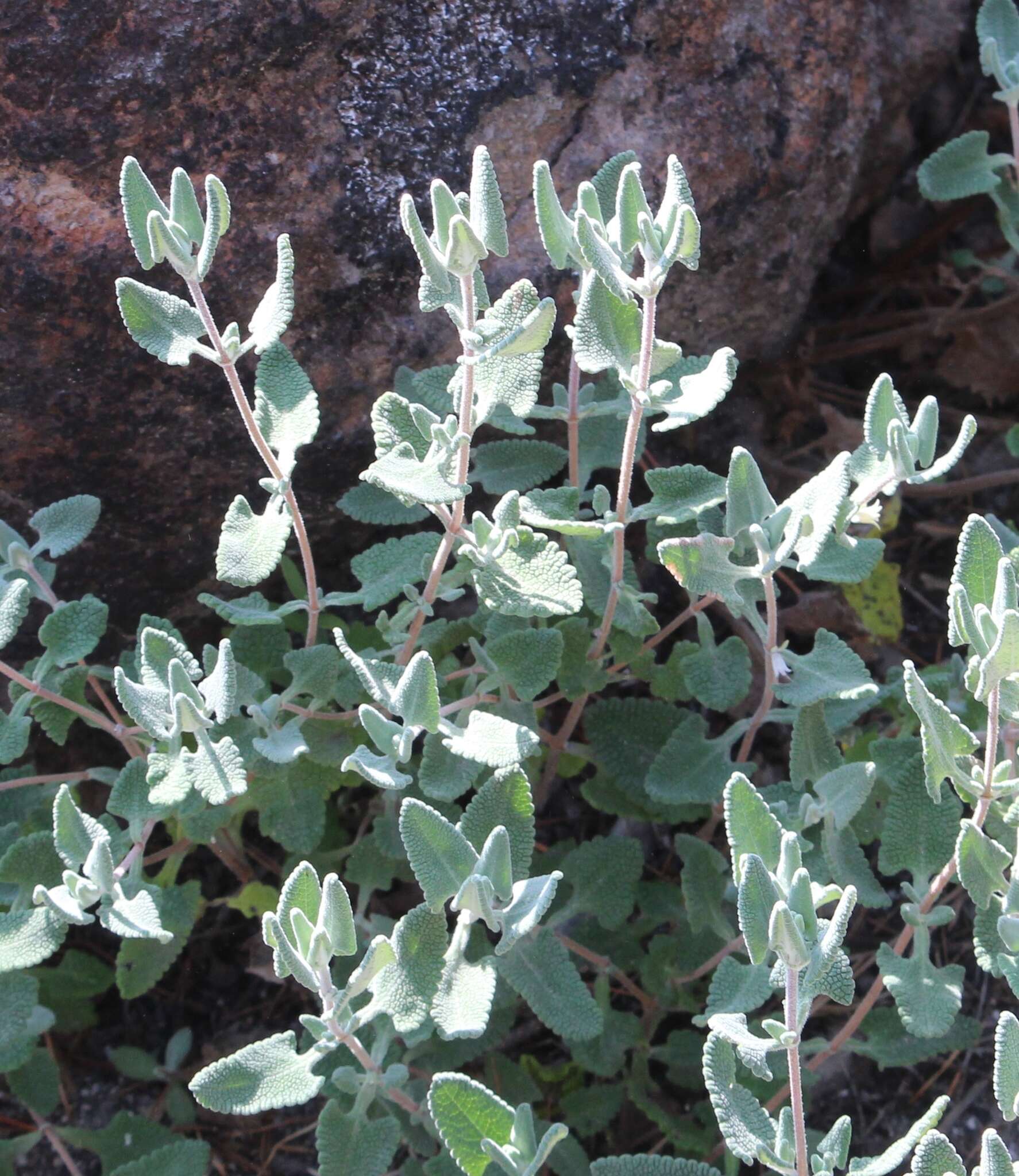 Sivun Lepechinia mexicana (S. Schauer) Epling kuva