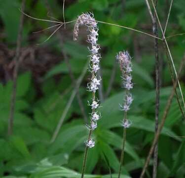 Image of Side-Flower Bishop's-Cap