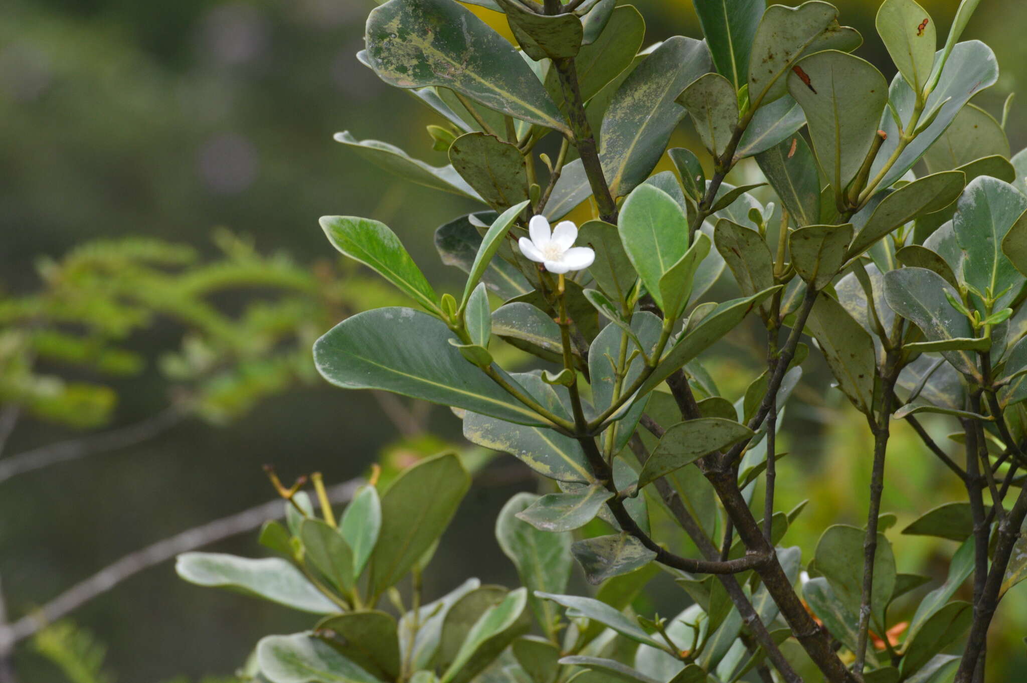 Image of Clusia criuva Cambess.