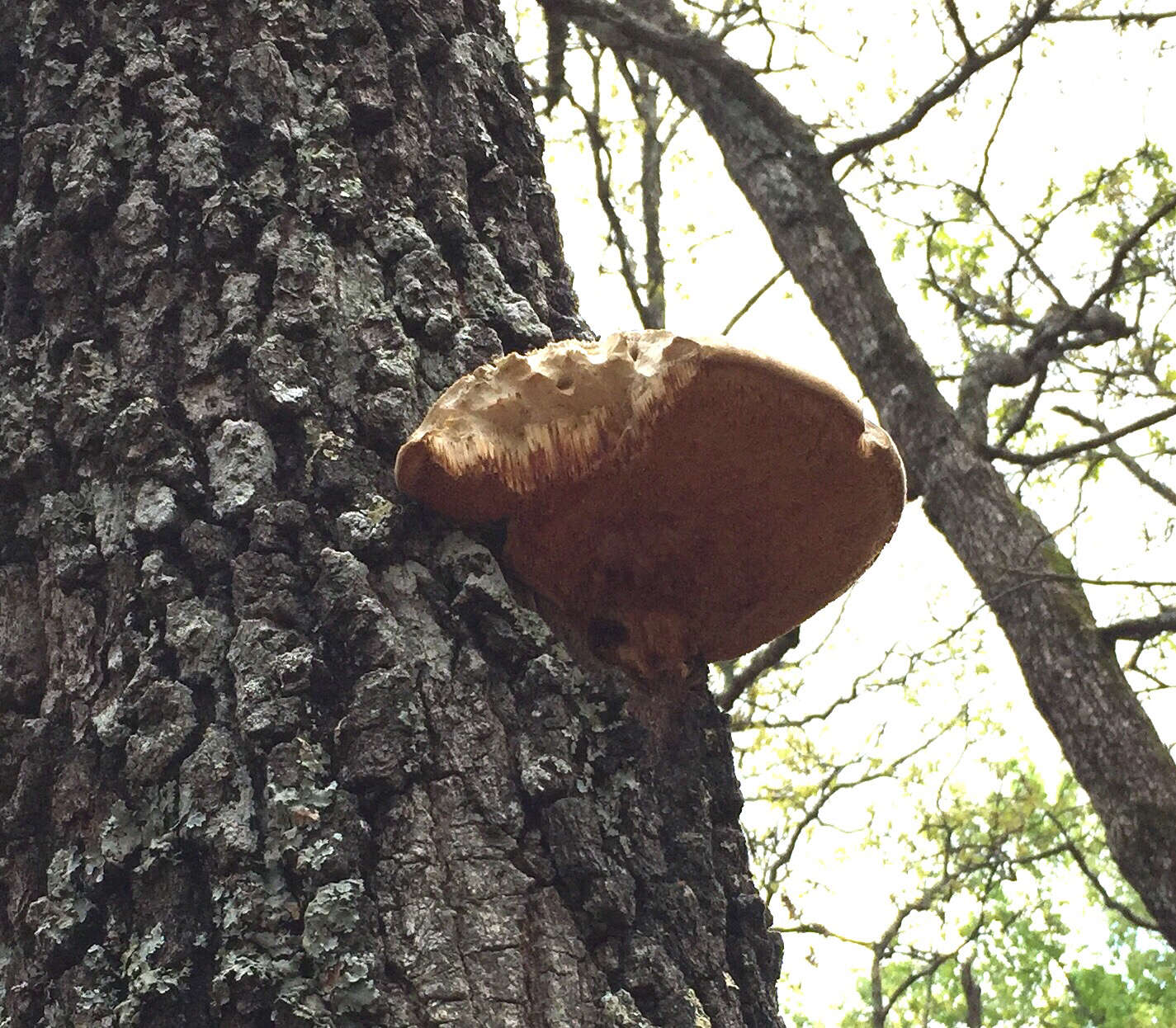 Ganoderma applanatum (Pers.) Pat. 1887的圖片