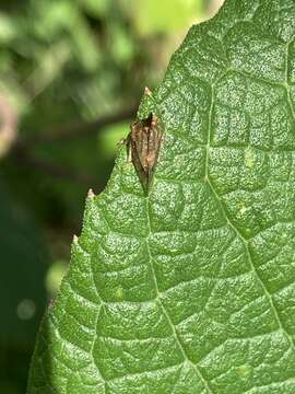 Image of Aconophora mexicana Stål