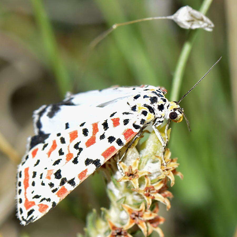 Image of crimson speckled