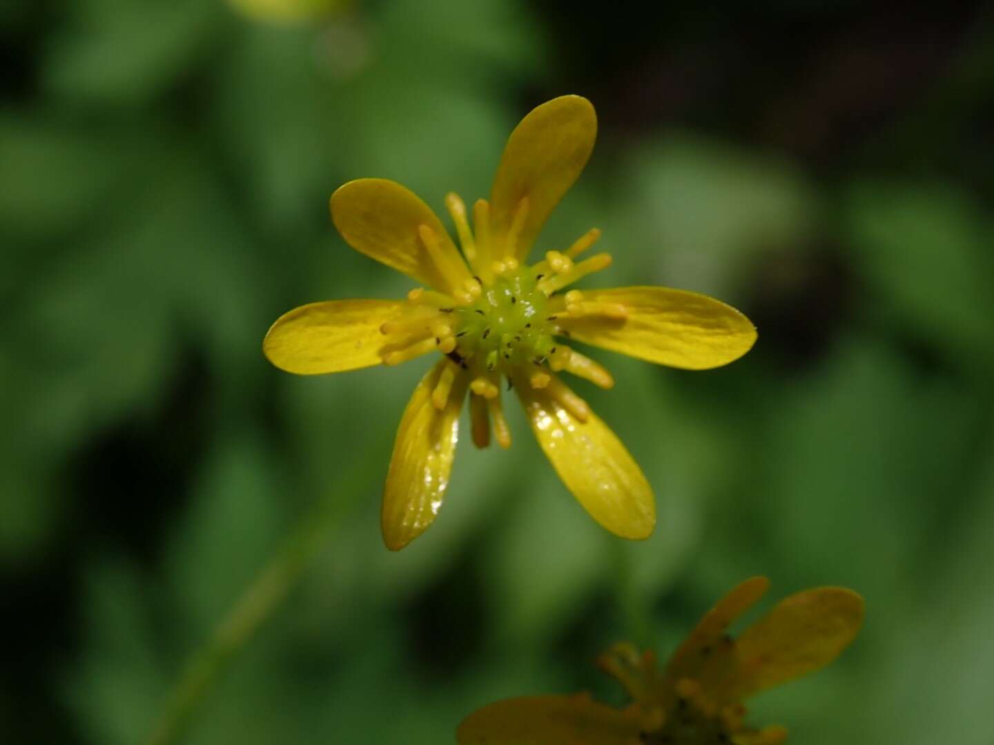 Image of waterplantain buttercup