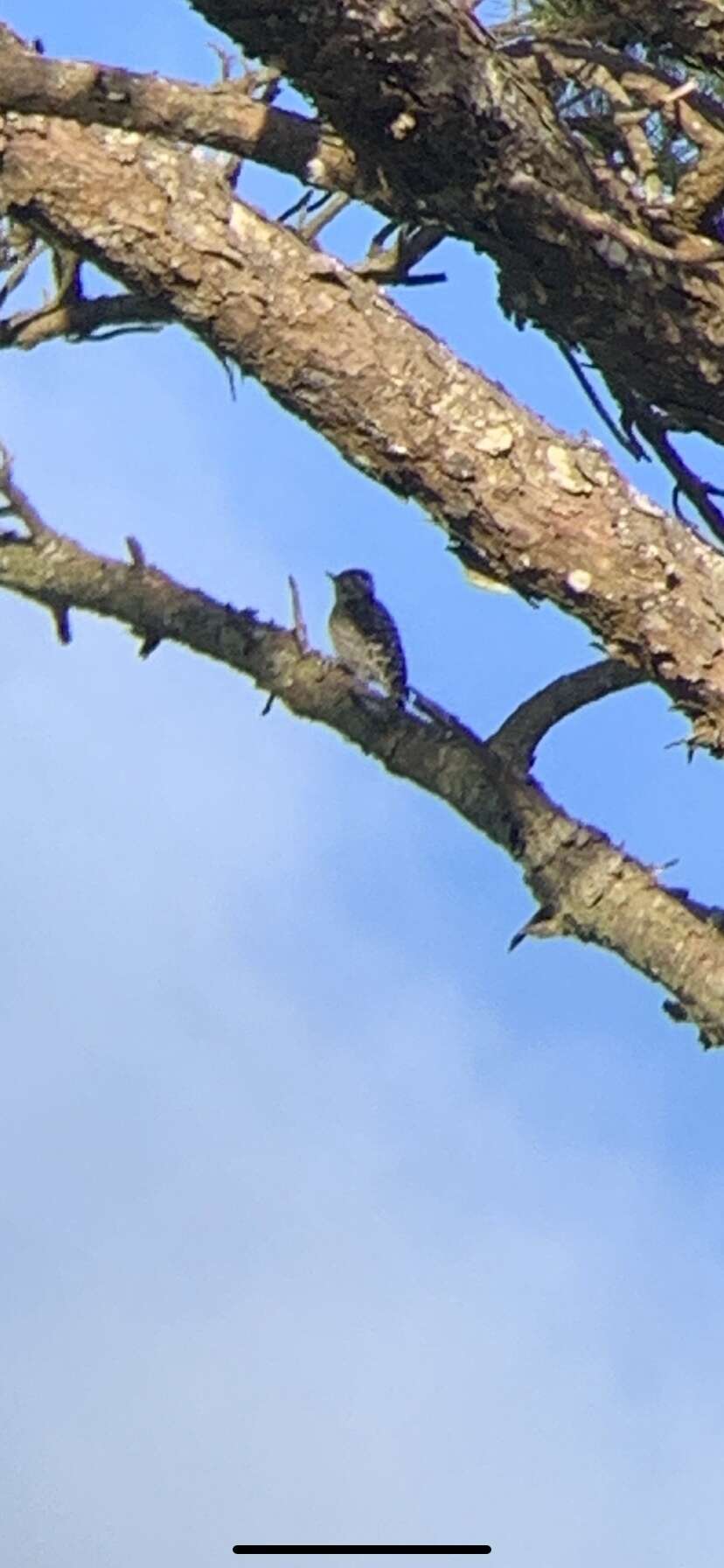 Image of Grey-capped Pygmy Woodpecker