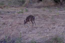 Image of Odocoileus virginianus couesi (Coues & Yarrow 1875)