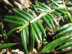 Image of Japanese Nutmeg Tree