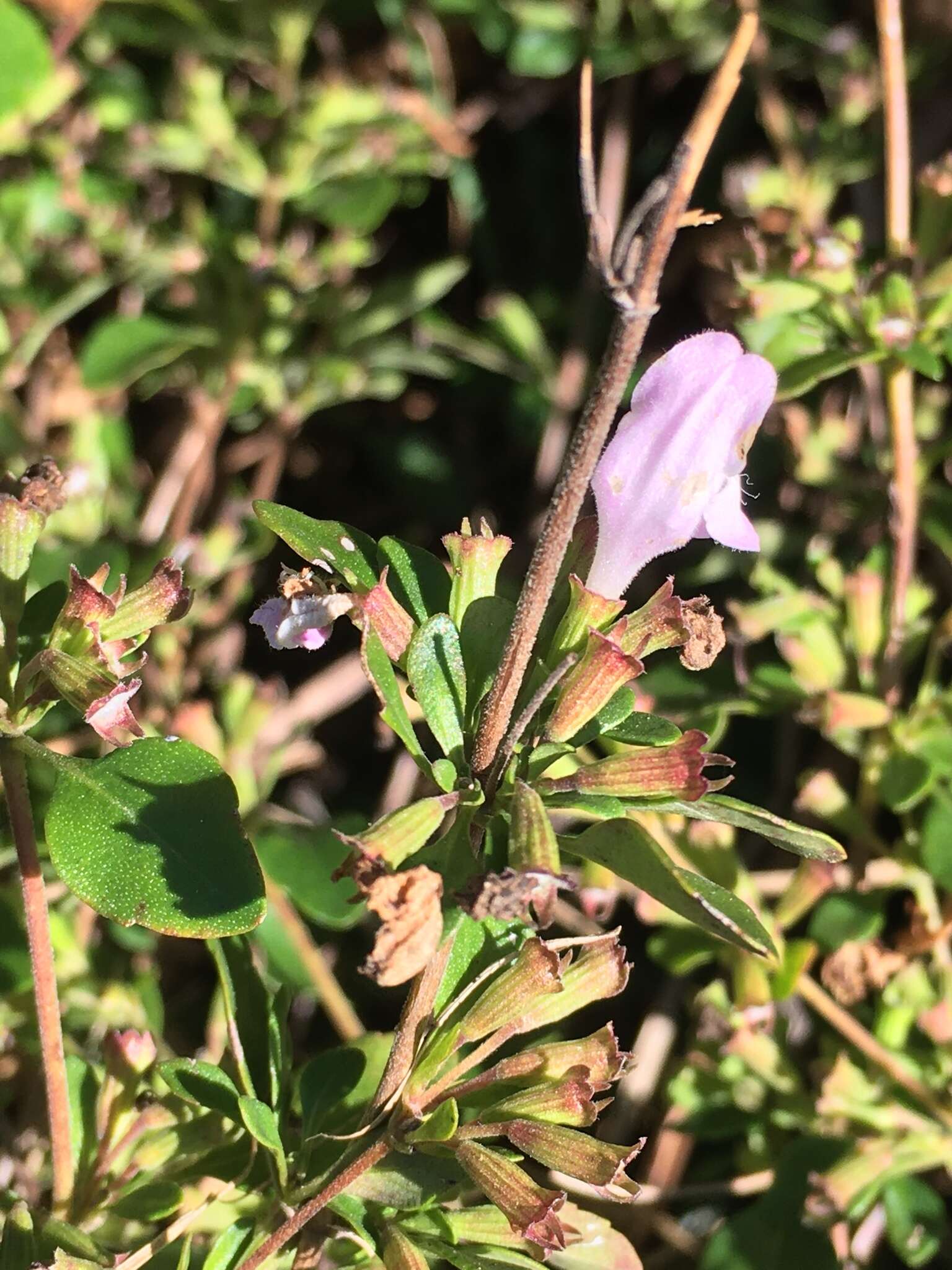 Image of Georgia calamint