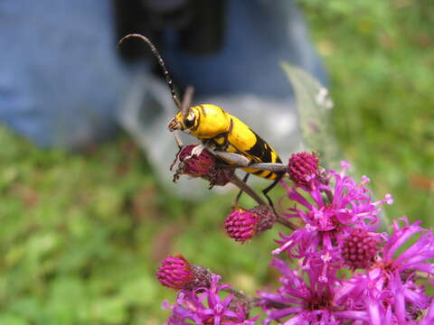 Image of Amorpha Borer