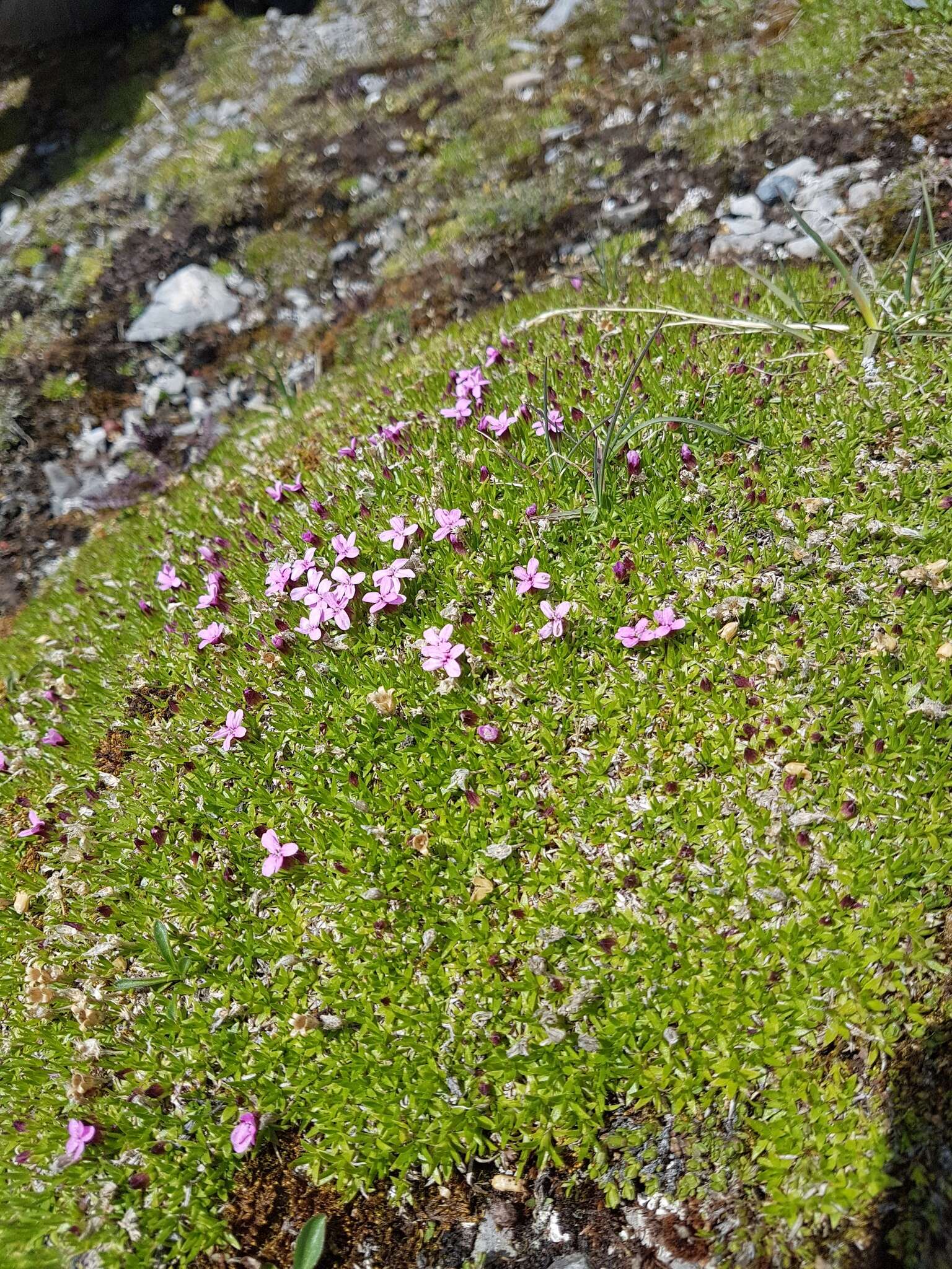 Image of moss campion