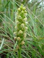 Image of Satyrium microrrhynchum Schltr.