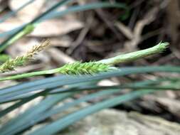 Image of Carex sociata Boott