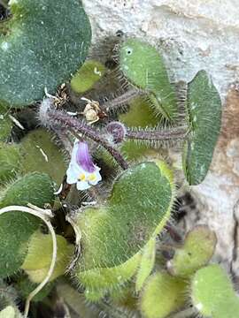 Image of Cymbalaria microcalyx (Boiss.) Wettst.