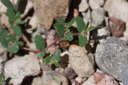 Image of sawtooth sandmat