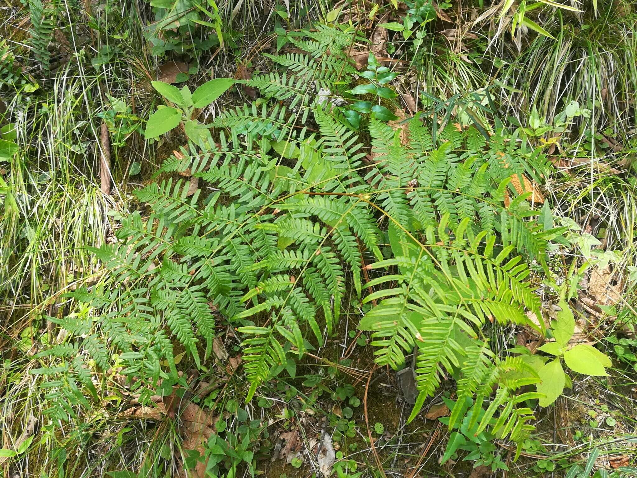 Sivun Pteridium caudatum (L.) Maxon kuva