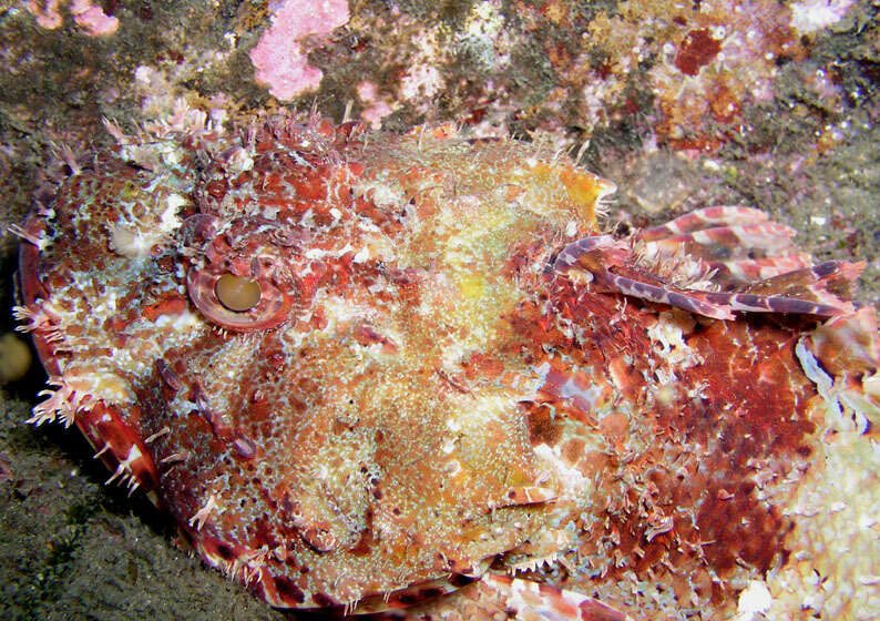 Image of Eastern Red scorpionfish