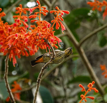 Image of Yellow-vented Flowerpecker