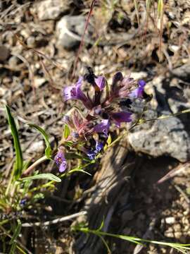 Penstemon barnebyi N. H. Holmgren resmi