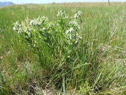 Image of western marbleseed