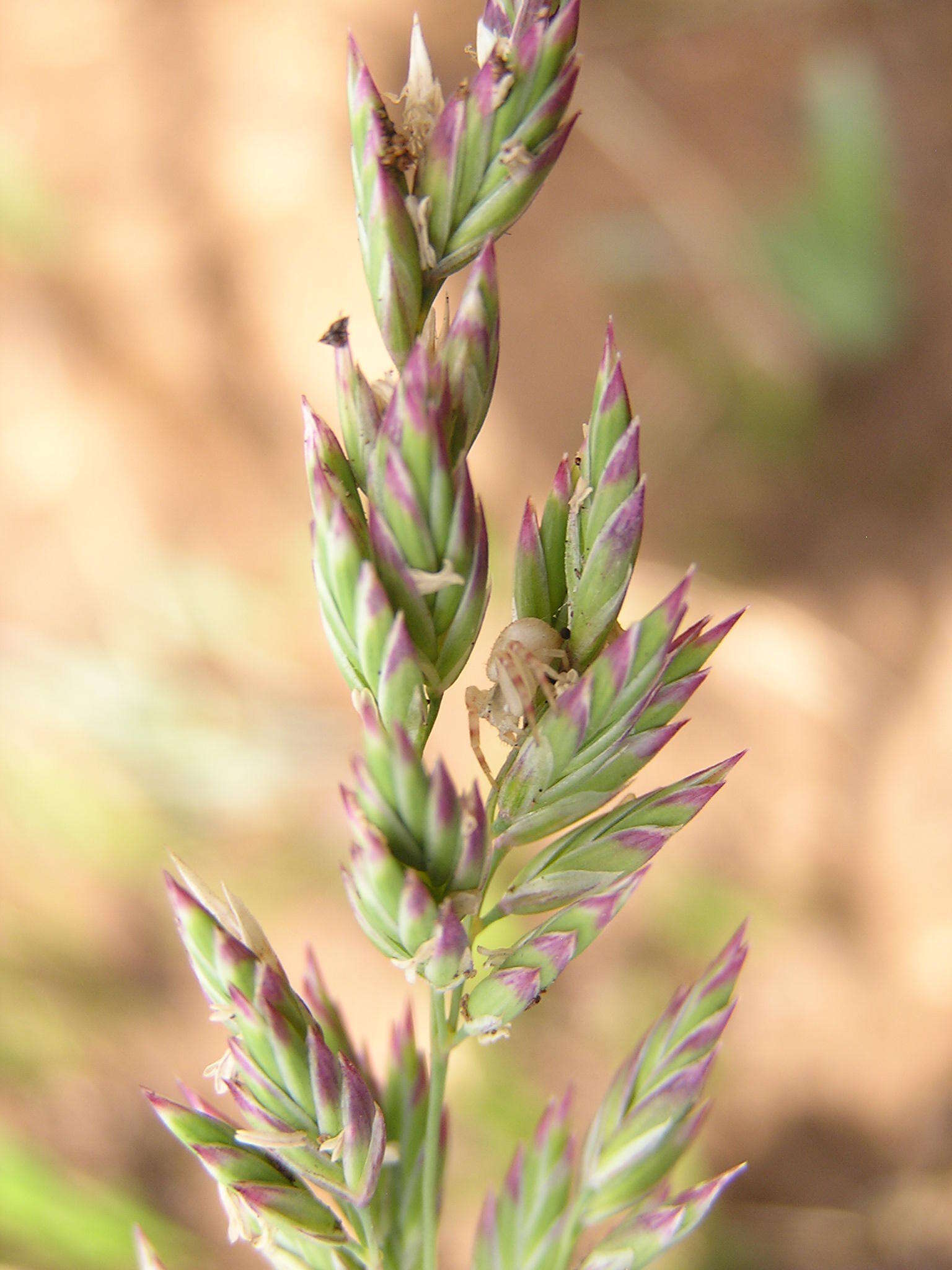 Image of munnik fescue