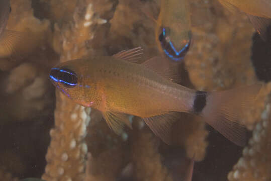 Image of Flower Cardinalfish