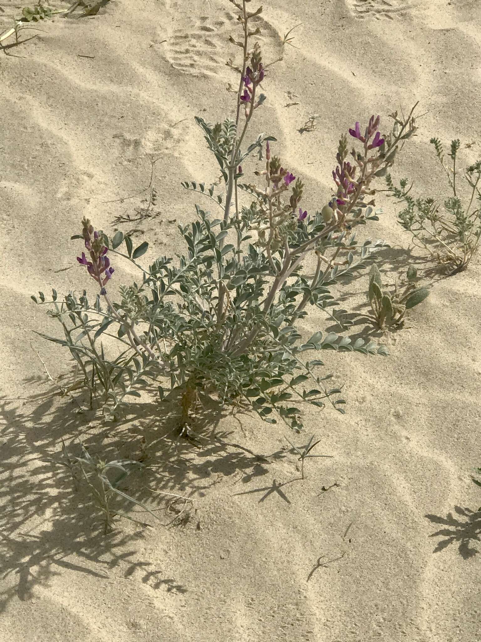 صورة Astragalus lentiginosus var. coachellae Barneby