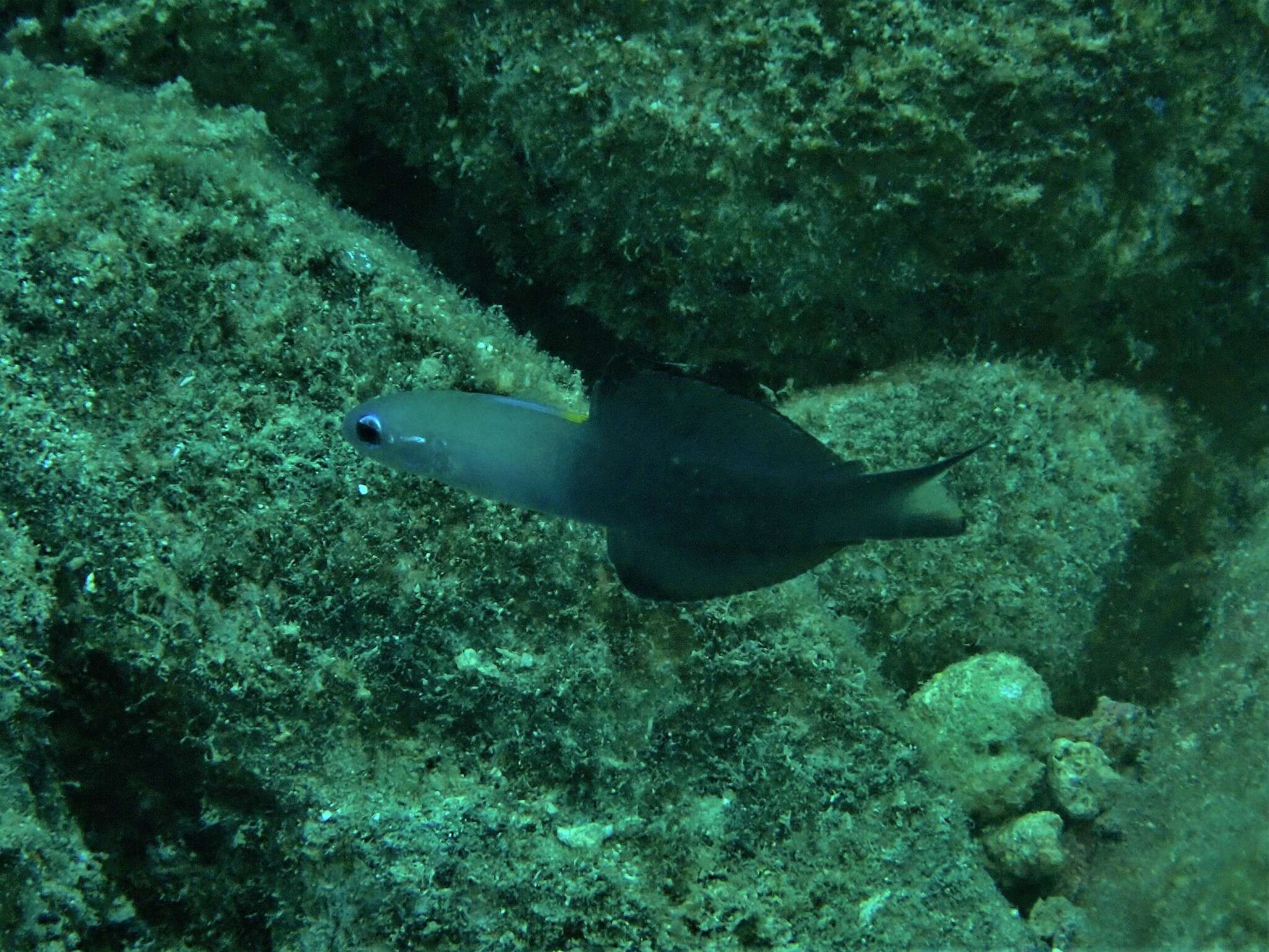 Image of Arrow dart-goby