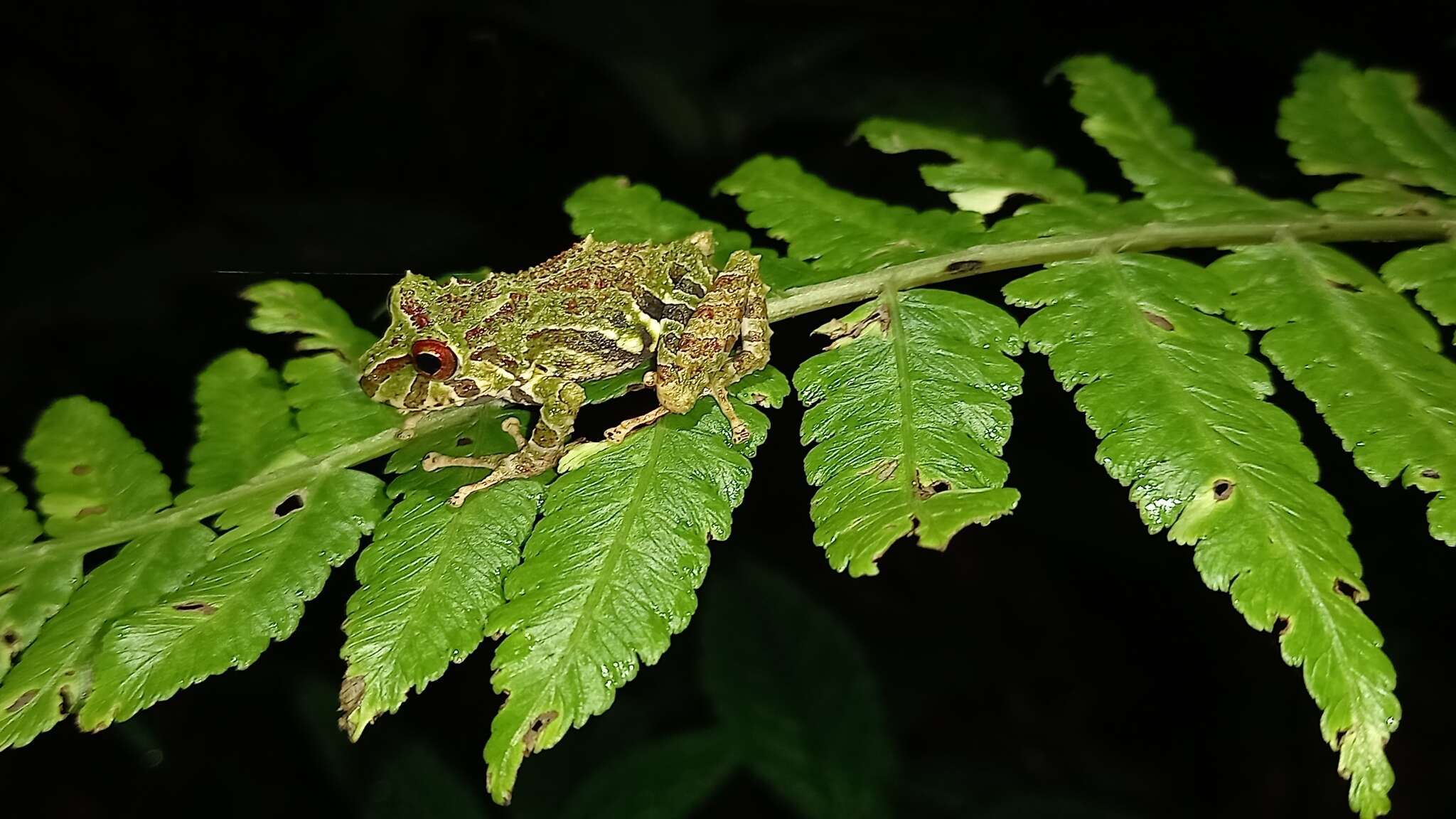 Image of Pristimantis eriphus (Lynch & Duellman 1980)