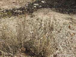 Image of Lavandula pedunculata subsp. sampaiana (Rozeira) Franco