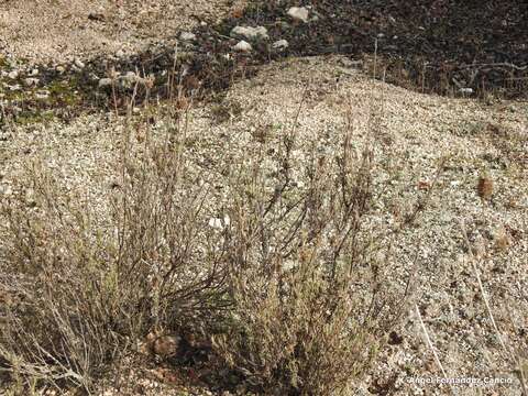 Plancia ëd Lavandula pedunculata subsp. sampaiana (Rozeira) Franco