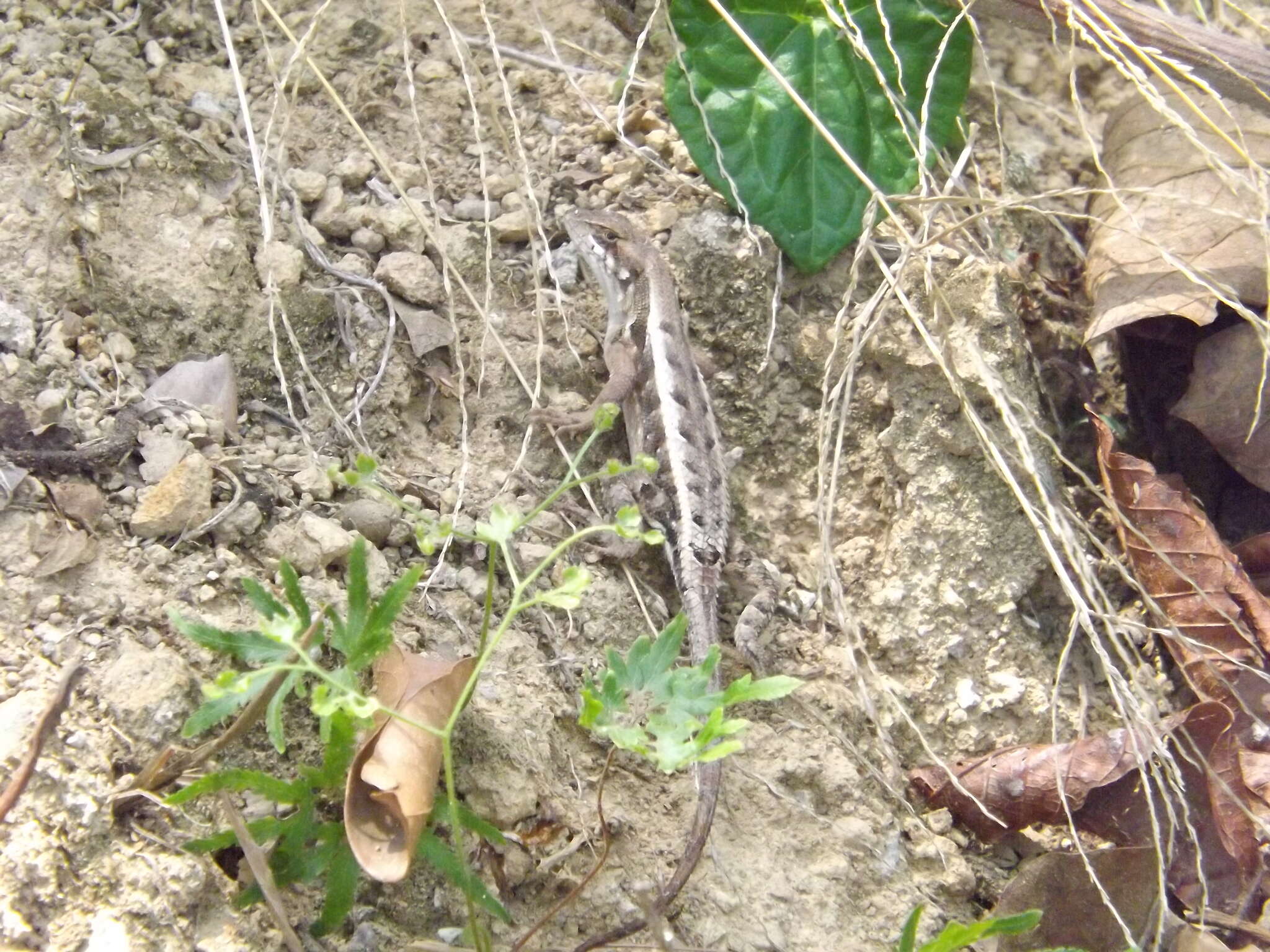 Image of Longtail Spiny Lizard