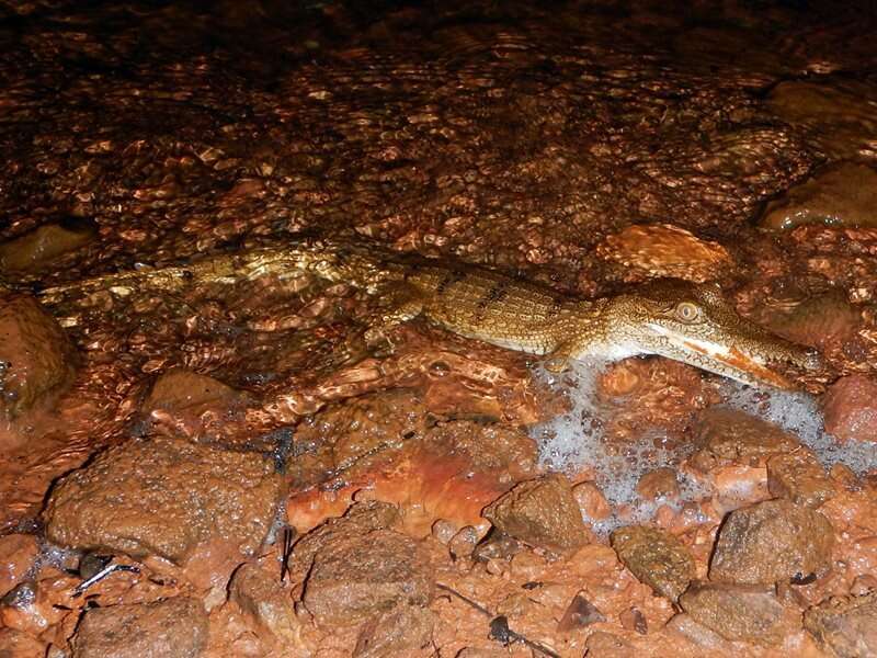 Image of Australian Freshwater Crocodile