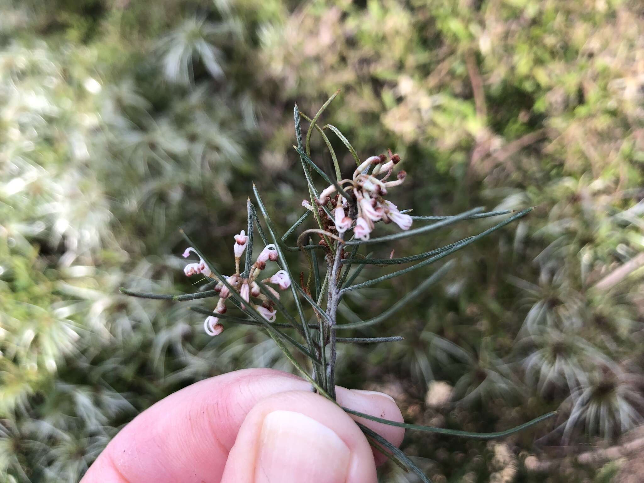 Image of Grevillea micrantha Meissn.