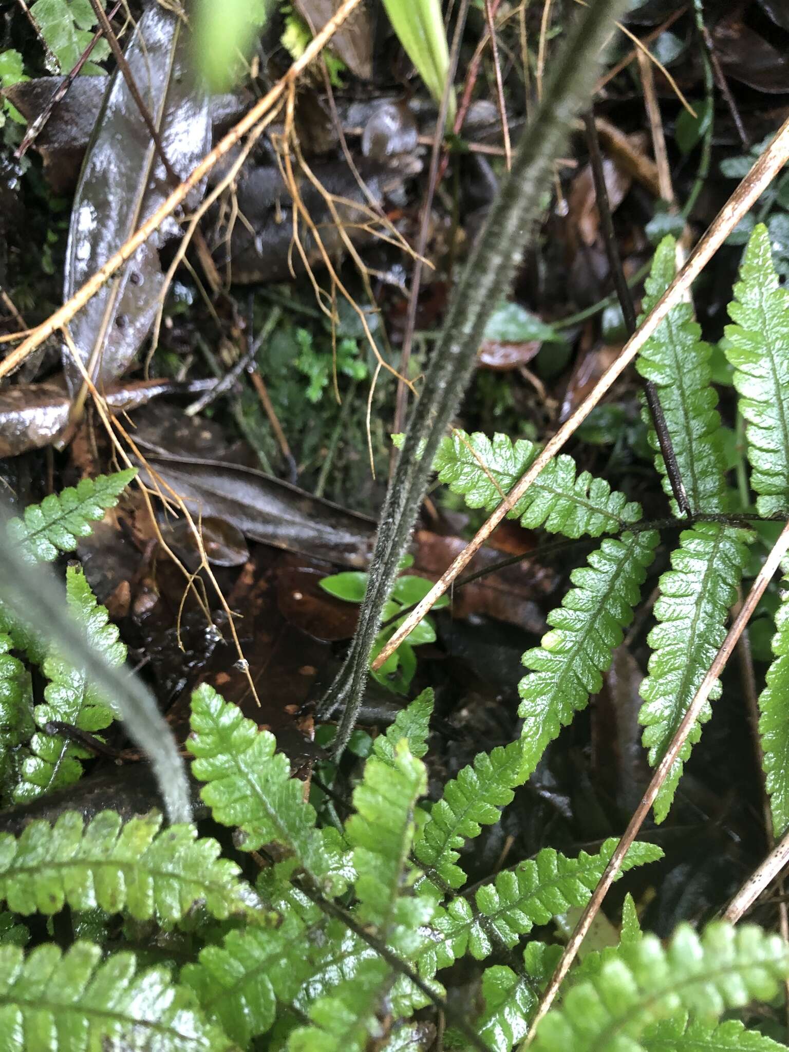 Imagem de Parathelypteris angulariloba (Ching) Ching